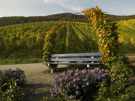 Bank in den Piesporter Weinbergen