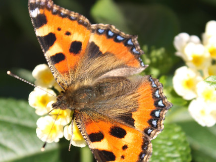 Schmetterling