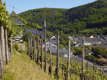 Blick durch die Veldenzer Weinberge