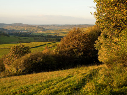Wald- und Wiesenlandschaft