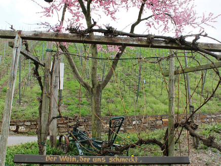 Rast in den Weinbergen