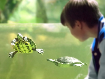 Nautiland Schauaquarium Sonneberg