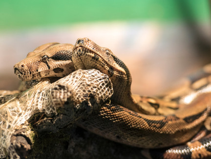 Nautiland Schauaquarium Sonneberg | Schlangen