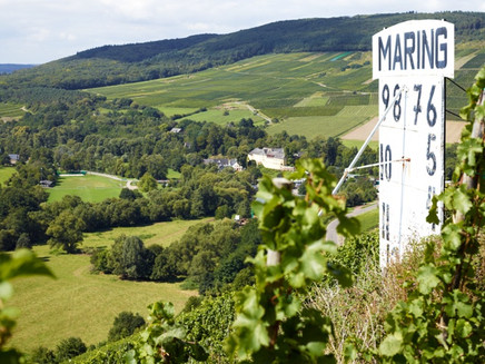 Maringer Sonnenuhr inmitten der Weinberge