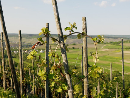 Rebherzbindung: Weinbau an der Mosel