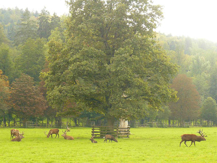 Rothirsche im Tierpark Tambach