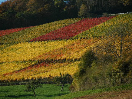 Wittlicher Weinberge_Lieserpfad: Etappe 4: Wittlich - Lieser