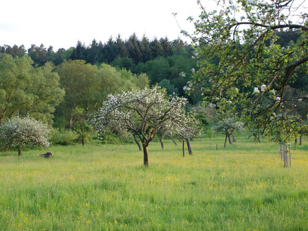 Orchard Meadows Wehlen