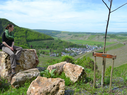 Blick auf Veldenz und den Veldenzer Kirchberg