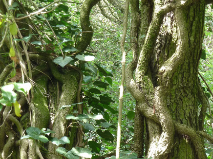 forest landscape at the