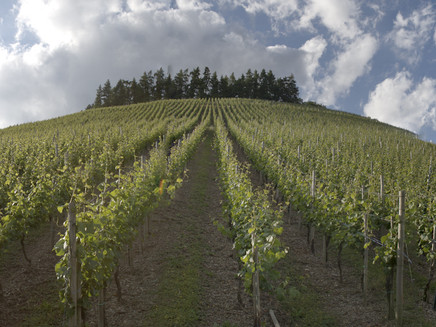 Weinberg im Ruwertal