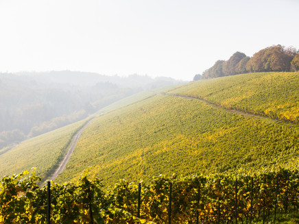 Weinberge im Ruwertal