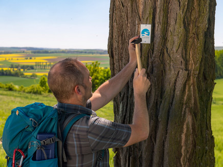 Traumpfädchen marking
