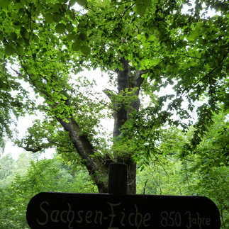 Die Sachsen Eiche