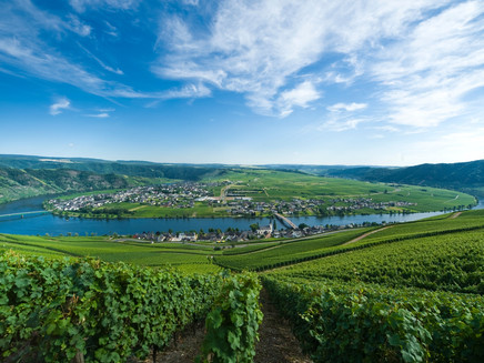 Piesporter Moselschleife