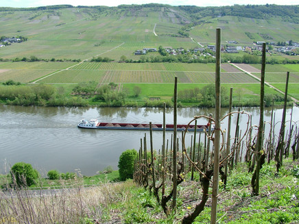 Blick auf die Mosel