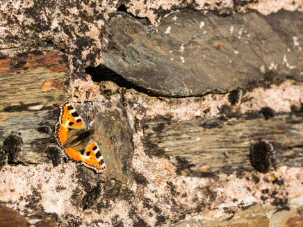 Schmetterling in den Weinbergen