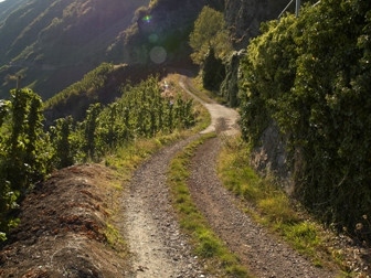 Wirtschaftsweg durch die Weinberge