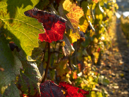 Weinberg im Herbst