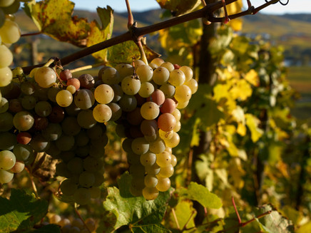 Weintrauben im Weinberg