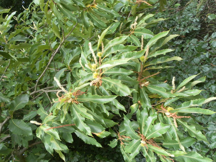 Kulturpflanze am Waldrand