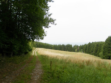 Wald-und Wiesenweg