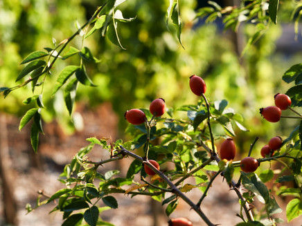 Hagebutten am Wegesrand