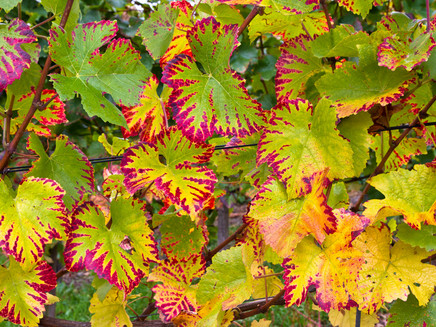 Weinblätter