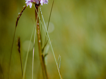 Wildblume am Wegesrand