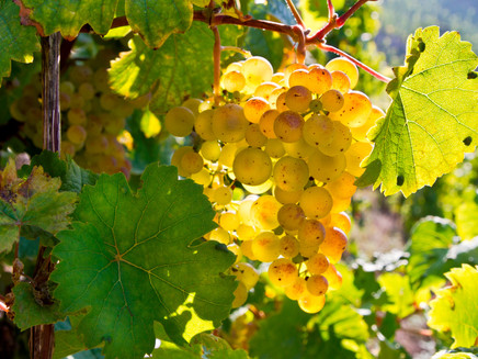 Weintrauben im Weinberg