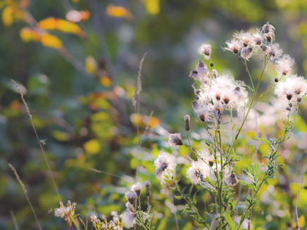 Gräser entlang des Weges