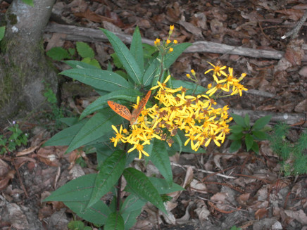 Wildblume am Wegesrand