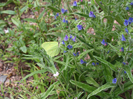 Schmetterling am Wegesrand