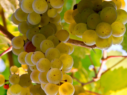 Weintrauben im Weinberg
