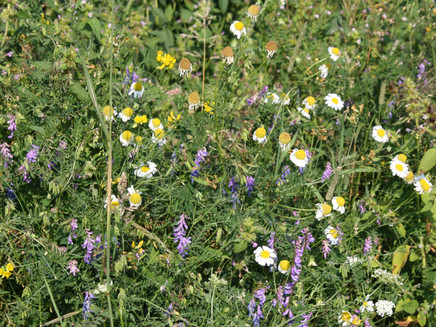 Wiesenblumen entlang der Strecke