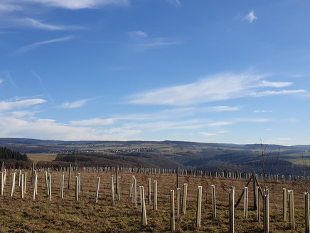 View of the Hunsrück