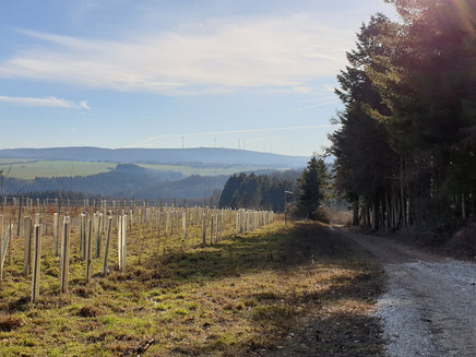 Reforestation along the forest route