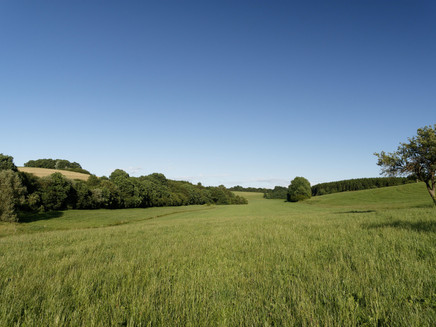 Wiesenlandschaft im Hunsrück