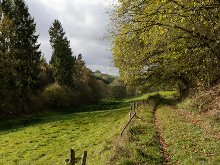 Wald und Wiesenweg