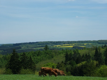 Moselhöhe - Graacher Schäferei