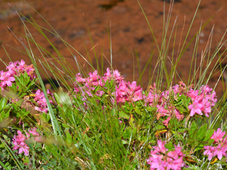 Alpenrosen direkt bei der Quelle