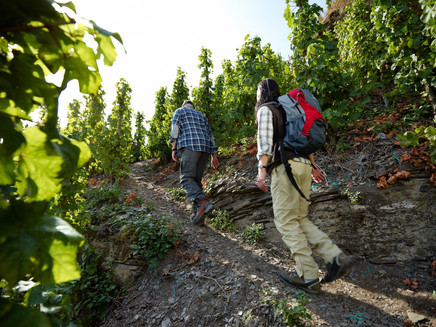 Vineyard paths in the via ferrata