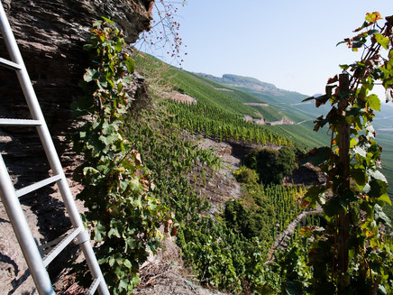 View into the vineyards