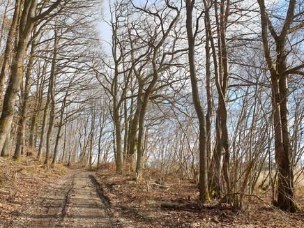 Waldweg entlang der Strecke