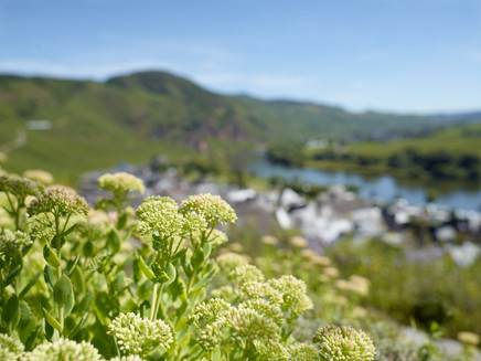 Pflanzen im Gewürzgarten