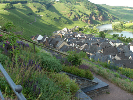 Blick auf die Weinberge von Ürzig