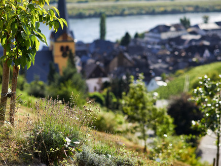 View of Zeltingen-Rachtig