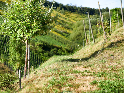 View into the greenery