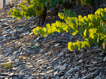 Schieferboden der Weinberge