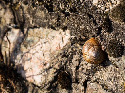 Schnecke an einer Weinbergsmauer